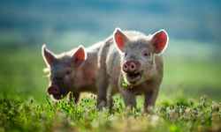 Center for Food Safety Applauds Supreme Court's Decision in Important Animal Welfare and Public Health Case