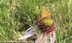 Center for Food Safety Seeks Endangered Species Protection for Imperiled Iowa Skipper Butterfly