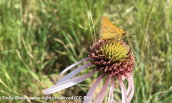 Center for Food Safety Demands Endangered Species Protection for Imperiled Butterfly