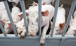 Public Interest Groups Challenge FDA on Use of Controversial Animal Growth Drug