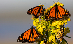 New report shows record decline in Monarch Butterflies:  Monsanto a major culprit