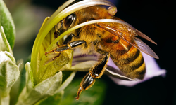 Groups Call for Protection of Honey Bees on Earth Day