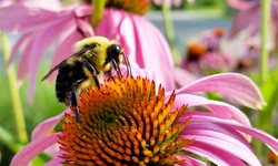 This Mother's Day, Celebrate Your Mother and Mother Earth with Pollinator-Friendly Plants