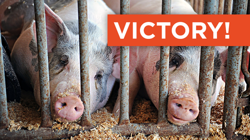 Victory for Animals and Free Speech as . Supreme Court Declines to  Review Kansas Ag-Gag Law