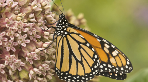 Are monarch butterflies really in peril? A closer look at the