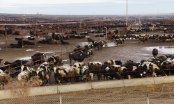 Ecology's Rewrite of Industrial Dairy Permits Endangers Public Health; Threatens Waterways, Aquifers, Ecosystems Across the State