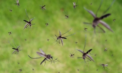 Florida Approves Risky Release of Billions of Genetically Engineered Mosquitoes in Scientifically Flawed Experiment