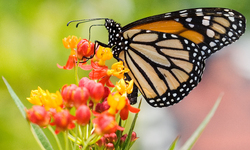 A Crucial Fight: Protecting the Beloved Monarch Butterfly