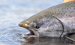 Salmon People: The Risks of Genetically Engineered Fish for the Pacific Northwest premieres!