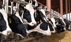 California's Dairy Methane Digester Program More Costly and Less Efficient Than Claimed, Report Finds