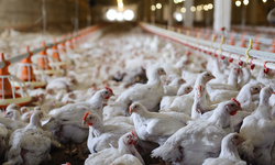 Proposed Oregon Mega-Chicken Operations Defeated