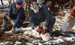 For Antibiotics Awareness Week, Misuse in Farm Animals Cannot be Overlooked