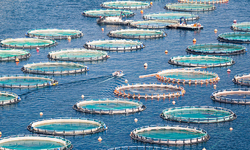 Food Safety and Environmental Groups Urge National Marine Fisheries to Cease Expansions of Industrial Fish Farms