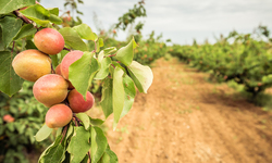 Monsanto and BASF Responsible for Unprecedented Peach Orchard Damage from Volatile Dicamba Pesticide, Appeals Court Rules