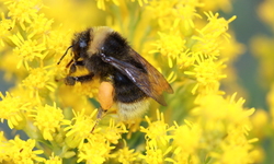 Media Advisory: Public Oral Argument in Environmentalists' Appeal Seeking to Ensure Legal Protections for Imperiled California Bumble Bees
