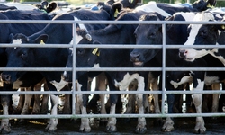 Groups Sue EPA Over Factory Farm Water Pollution