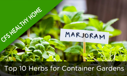 Top 10 Herbs for Container Gardens
