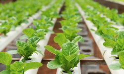 Organic Food Advocates Seek Reversal of Decision Authorizing Labeling of Hydroponic Operations as 'Organic'