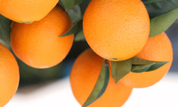 Genetically engineered oranges: Not all they're juiced up to be