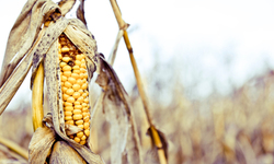New Report: GMOs Causing Massive Pesticide Pollution