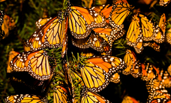 Monsanto or Monarchs: The Choice is Ours