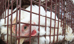 Advocates Continue Fight Against Foster Farms Mega-Chicken Operation in Oregon
