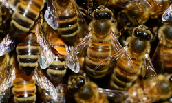 EPA Sued Over Failure to Close Pesticide-Coated Seed Loophole Killing Bees and Endangered Species