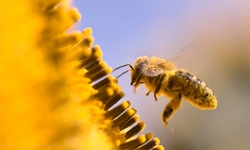 Senator Boxer Introduces Pollinator Protection Amendment to the Senate Farm Bill