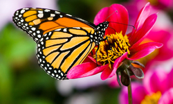 A Choice for the Future of the Earth: Monsanto or Monarchs?