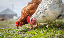 Statement on USDA National Organic Program Organic Livestock and Poultry Standards Proposed Rule