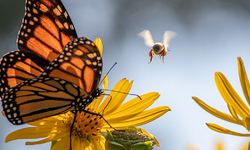 Saving America's Pollinators Act: A Legacy of Progressive Pollinator Protection