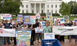 Consumer Groups and Public Protest FDA Plan to Approve First Genetically Engineered Food Animal