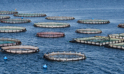 Coalition Challenges Permit Allowing Wastewater from First-Ever Industrial Aquaculture Facility in Federal Waters