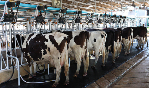 Court Penalizes DeRuyter Dairy Factory Farm for Continued Community ...